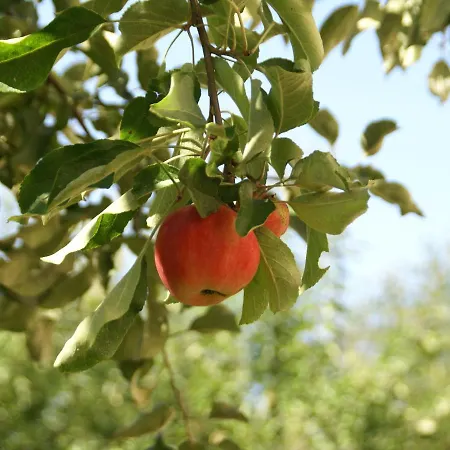 Tatil Evi Garden Escape